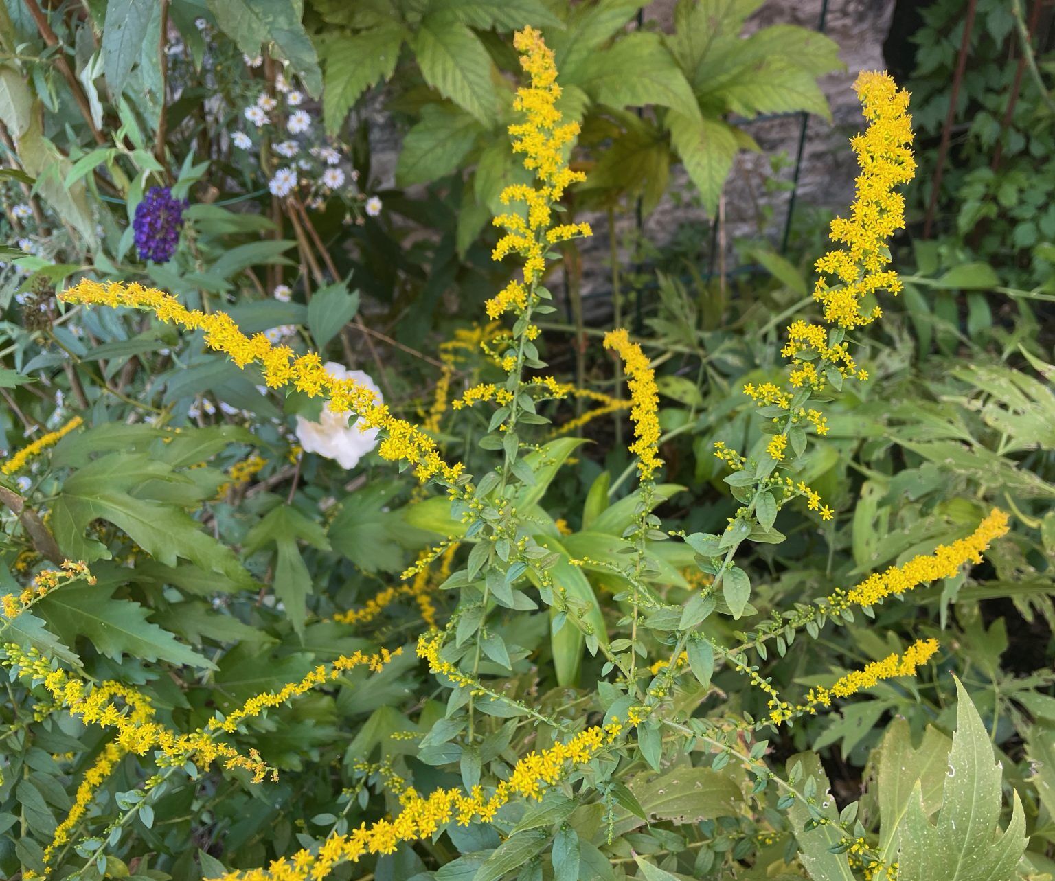 Goldenrod